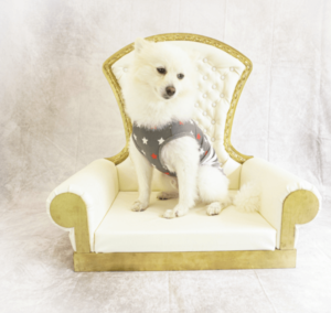 QUEEN SOFA～愛犬が貴族のようになる撮影用ソファ～