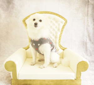 QUEEN SOFA～愛犬が貴族のようになる撮影用ソファ～